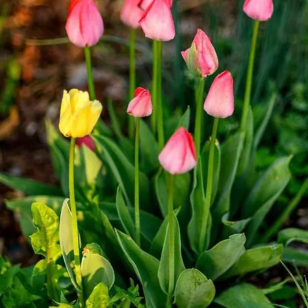 Lodge Drevenica Spiaci Goral Zdiar