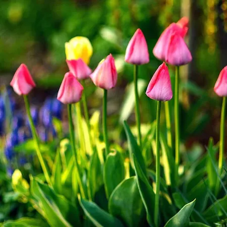 Drevenica Spiaci Goral * Zdiar